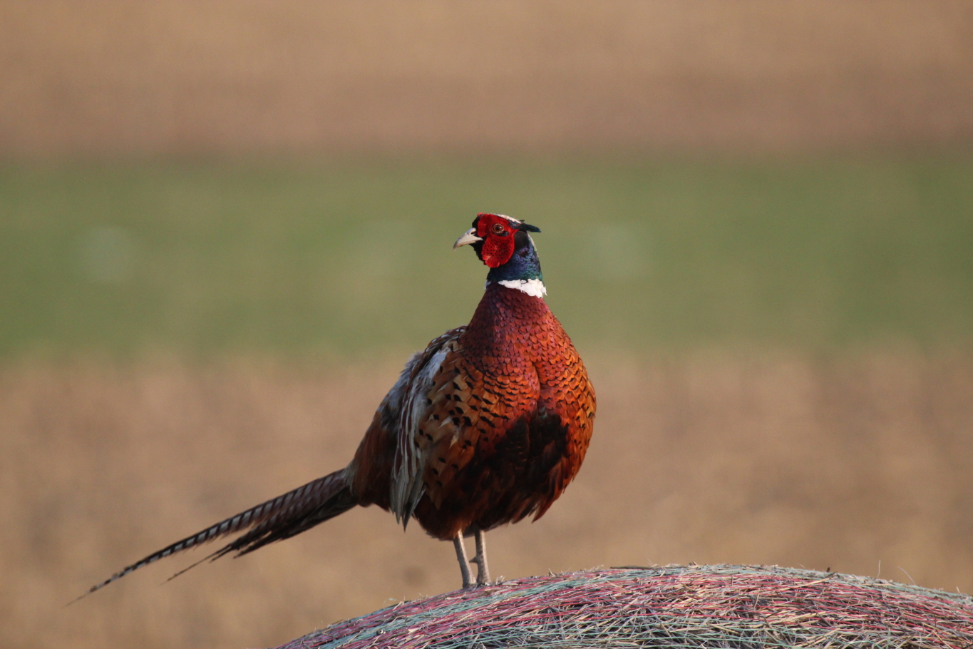 pheasant5.jpg Image