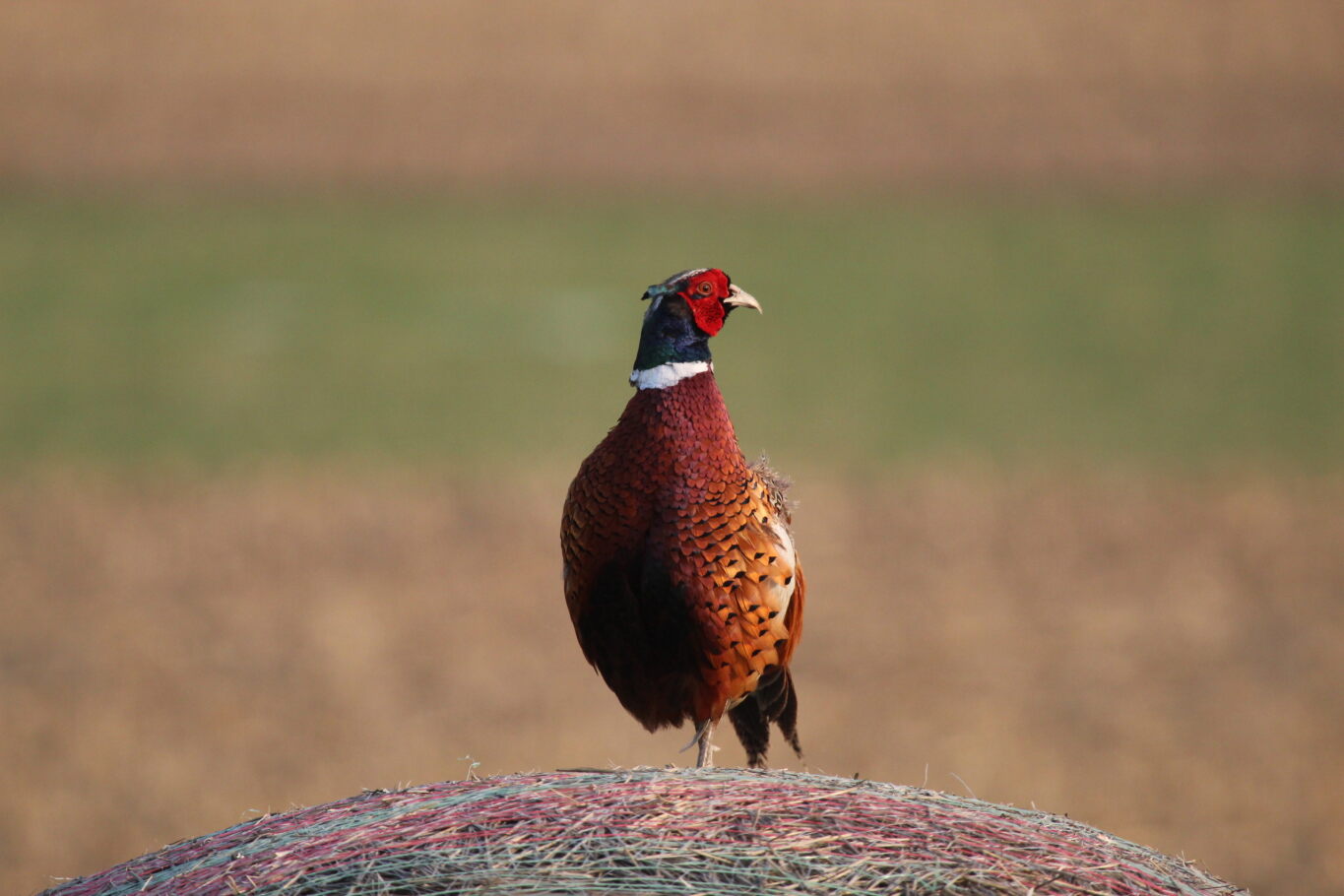 pheasant_3.jpg Image