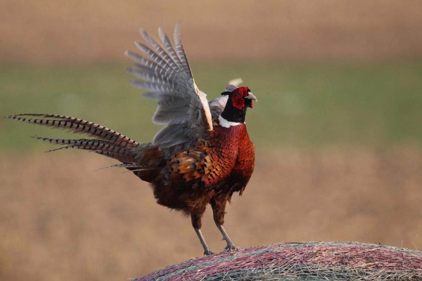 pheasant_4.jpg Image